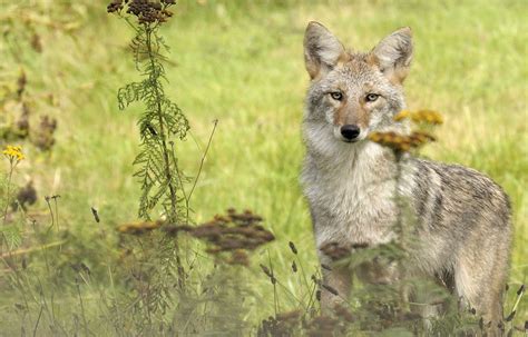 Faune et flore du pays - Le coyote