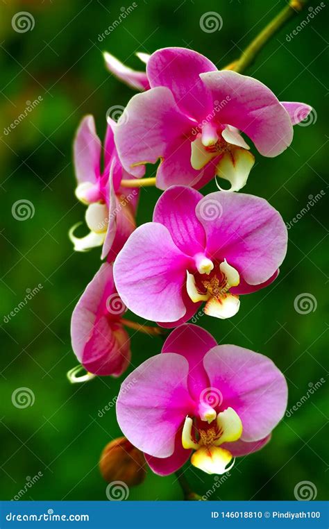 Delicate Pink and Yellow Colored Orchids in Spring Stock Photo - Image ...