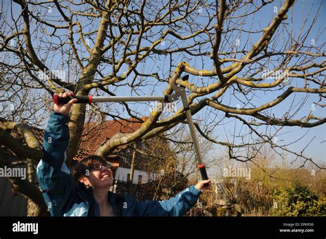 Apple tree pruning Stock Photo - Alamy