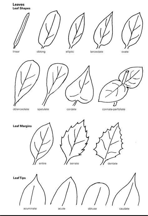 Leaf Shapes. | Flower drawing, Leaf drawing, Sweet drawings