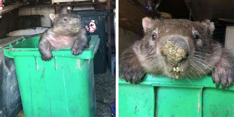 Hungry Wombat Breaks Into Food Bins - The Dodo