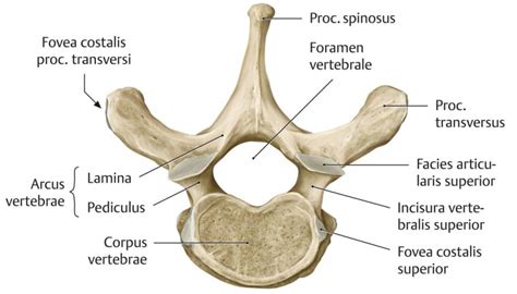 Pediculus Arcus Vertebrae