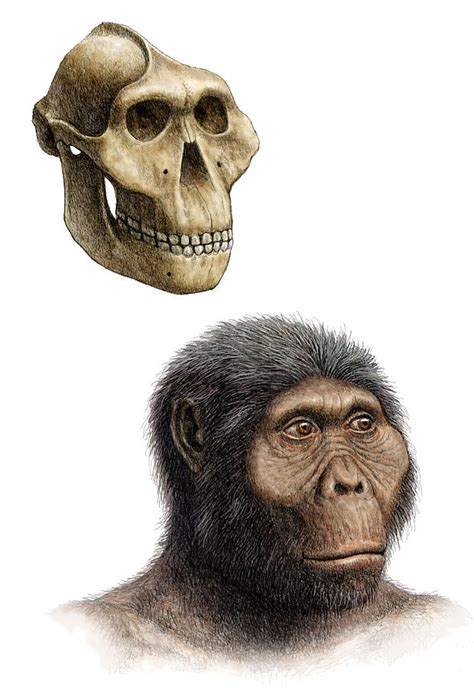 Australopithecus platypus skull - benchTros