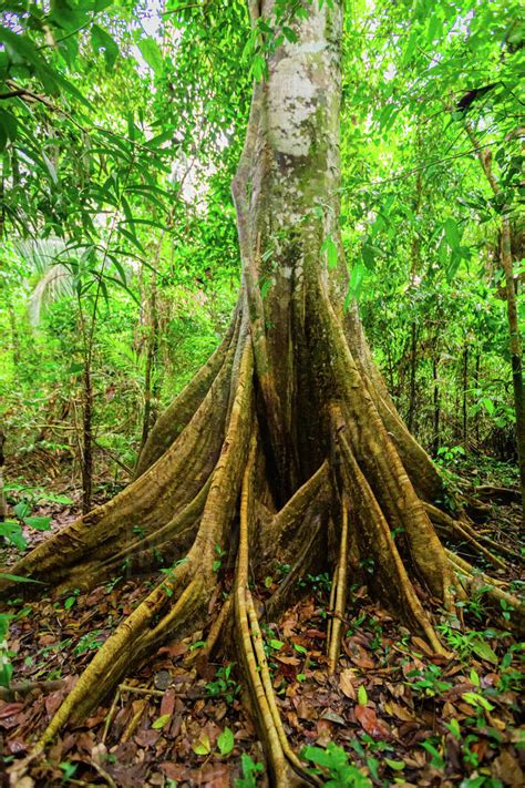 One of the many trees that live in the Amazon Jungle, Peru, South America - Stock Photo - Dissolve