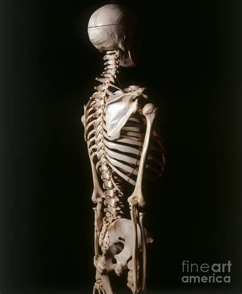 Human Skeleton, Side View Photograph by John Davis and Dorling Kindersley | Pixels