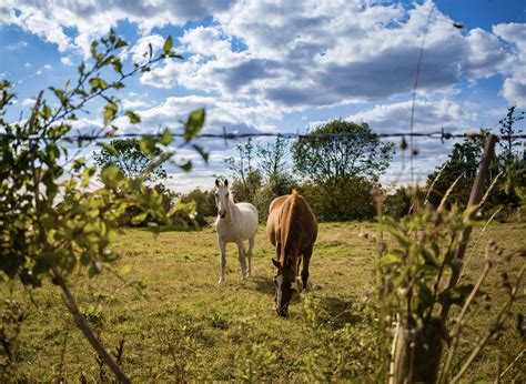 Made some friends on a country walk in Essex, England. (OC) [5472x4000] : r/pics