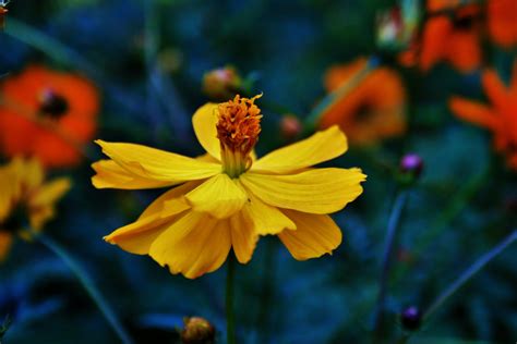 Yellow Cosmos Flower Free Stock Photo - Public Domain Pictures