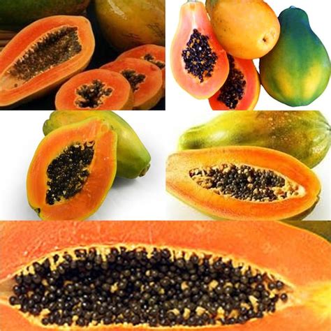 5 of the Most Delicious Papaya Varieties 10 50 100 500 or - Etsy