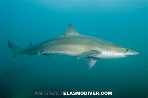 Tope Shark Information (Galeorhinus galeus). Pictures of Soupfin Sharks