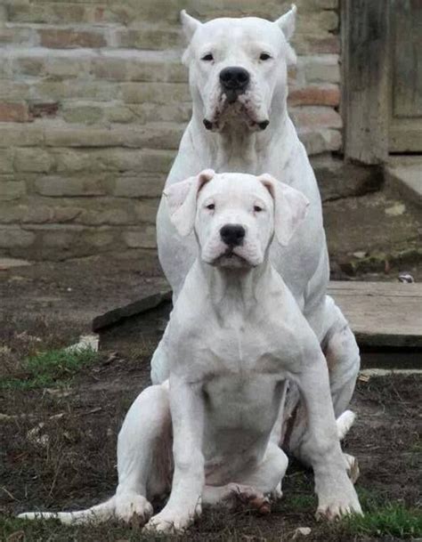 Dogo Argentino - Temperament, Lifespan, Shedding, Puppy