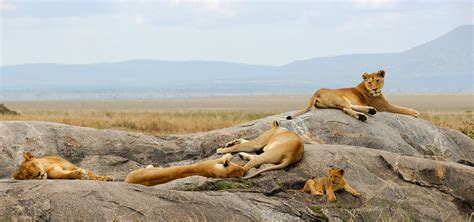 Tanzania Safari Holidays | Discover Africa | Top Tourist