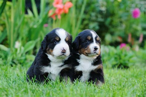 Mini Bernese Mountain Dog | The Gentle “Mini” Giant – Sir Doggie