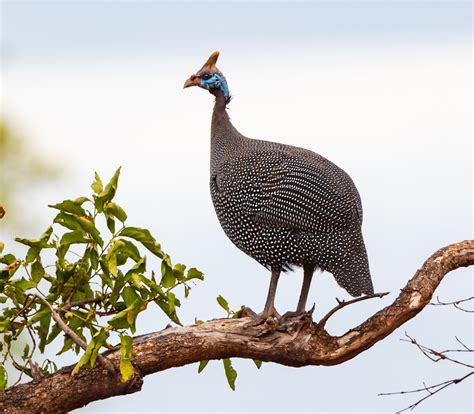 Helmeted Guineafowl - Owen Deutsch Photography