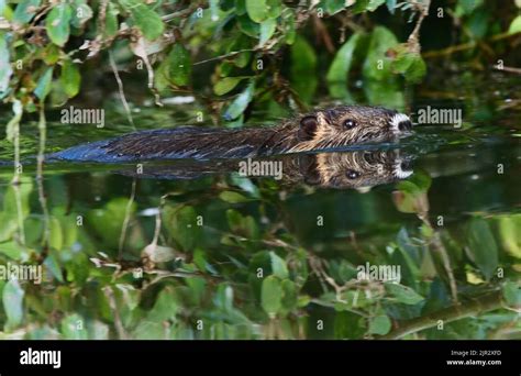 Spiny rat species hi-res stock photography and images - Alamy