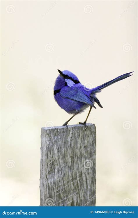 Splendid fairy-wren bird stock image. Image of wooden - 14966993