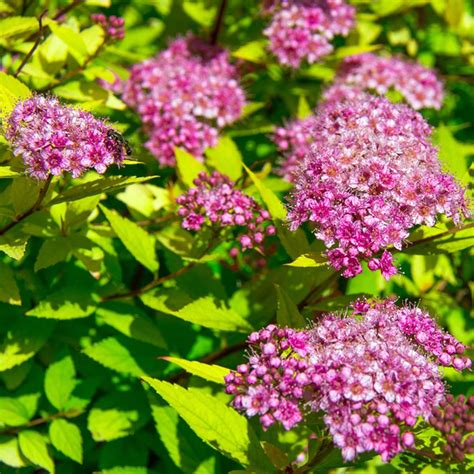 15 Tough Shrubs That Will Grow Anywhere | The Family Handyman