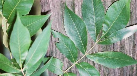 Hickory Trees: Types, Bark and Leaves – Identification Guide (With ...