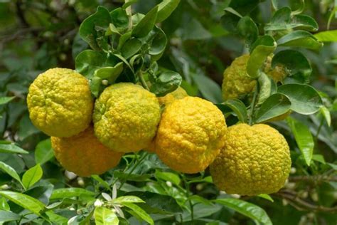 Bergamot orange: planting, care & use - Plantura