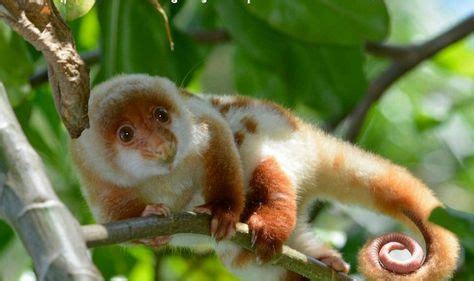 7 Best cuscus images | Cuscus, Species, Animals