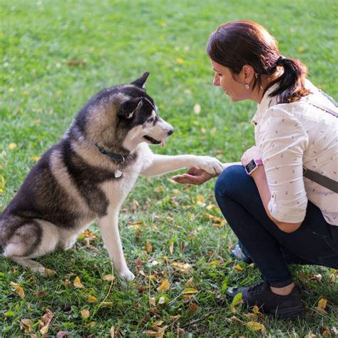 Siberian Husky Behavior Traits (Everything You Need To Know)