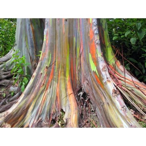 Buy Rainbow Eucalyptus Seeds - Rarexoticseeds