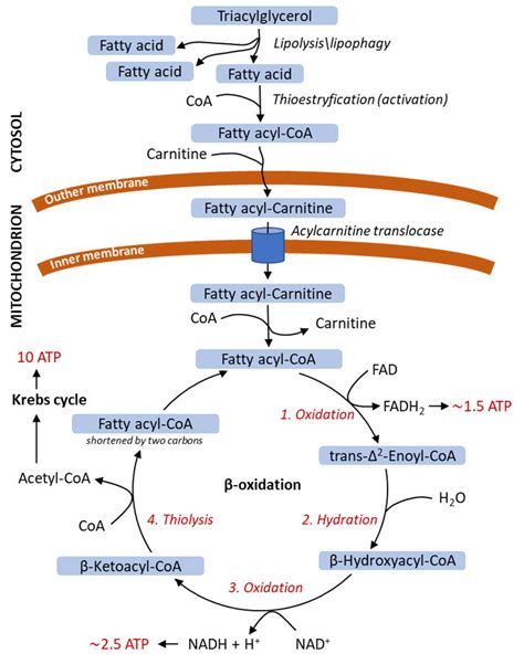 Energy release from saturated fatty acids in mitochondrial β-oxidation.... | Download Scientific ...