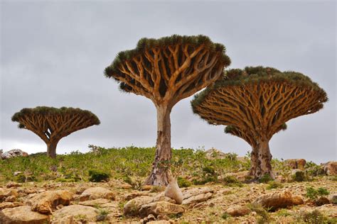 Socotra Island: An Epic Journey to an Enchanted Land