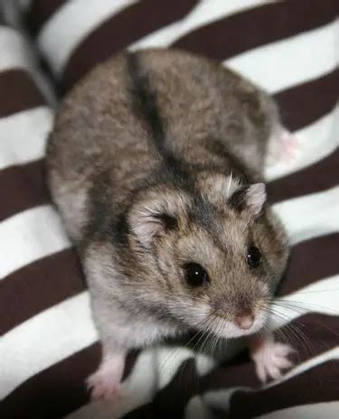 Campbell's Dwarf Hamsters: Care, Traits, Fact Sheet & More | ThePetFAQ