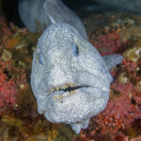 Wolf Eels | Dive Campbell River, BC, Canada