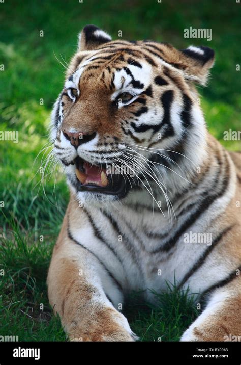 Fierce tiger hi-res stock photography and images - Alamy