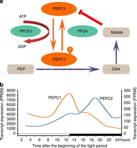 Two phosphoenolpyruvate carboxylase (PEPC) genes with relative high ...