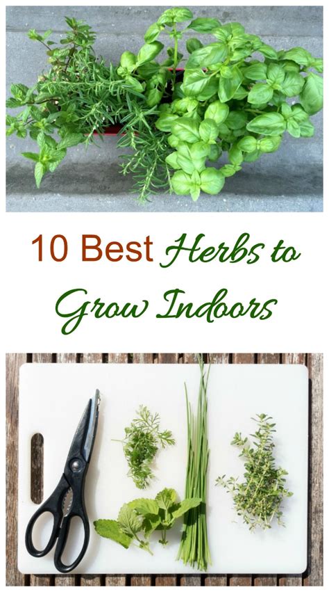 Herbs to Grow Indoors - 10 Best Herbs for Sunny Windowsills