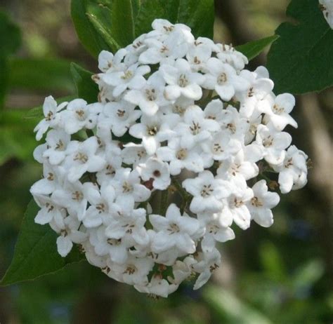 Viburnum burkwoodii | Bushes and shrubs, Viburnum, Trees and shrubs