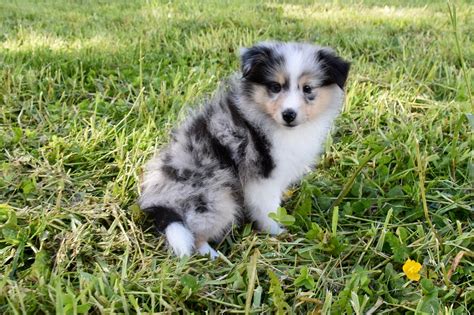 Sheltie Puppies