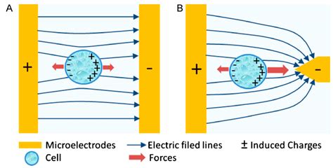 Micromachines | Free Full-Text | DEP-on-a-Chip: Dielectrophoresis Applied to Microfluidic Platforms