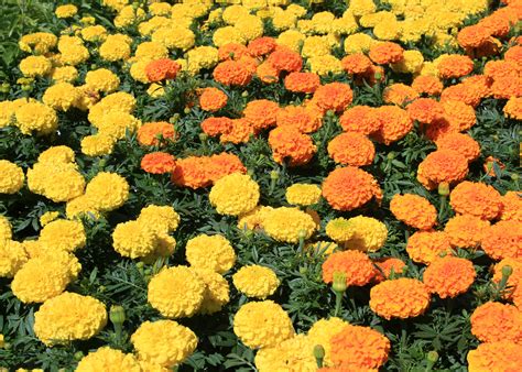 French Marigold Double Yellow Minimum 50 Seeds) | ubicaciondepersonas ...