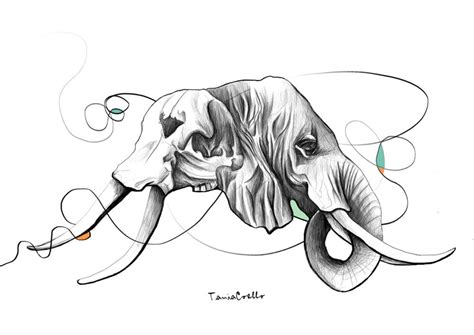 Elephant Skull Drawing at GetDrawings | Free download