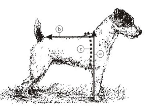 Dollzis: Jack Russell Puppy Feeding Chart