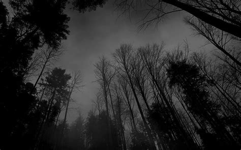 Dark Mood Woods, forest, nature, woods, dark, HD wallpaper | Peakpx