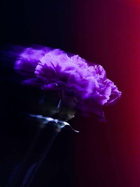 Purple Carnation on Behance