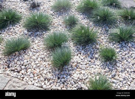 Grass flower bed Stock Photo - Alamy