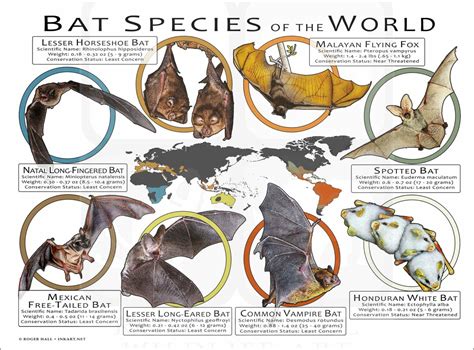 Bat Species of the World Poster Print