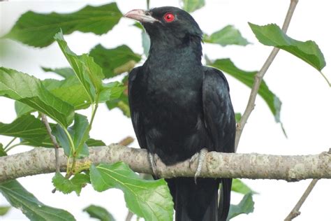 9 Amazing Black Birds With RED EYES – Global Birding Initiative