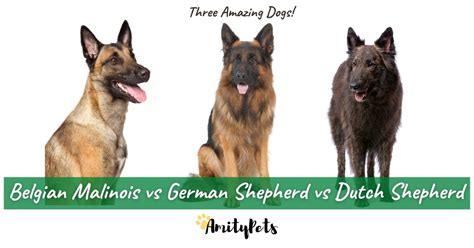 Belgian Malinois vs German Shepherd vs Dutch Shepherd [which is the best] – Amity Pets