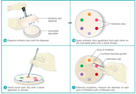 Özgünlük Şehir çiçek şelale disc diffusion method Yüksek sesle konuşmak ...