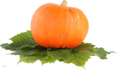 Pumpkin PNG Image - PurePNG | Free transparent CC0 PNG Image Library