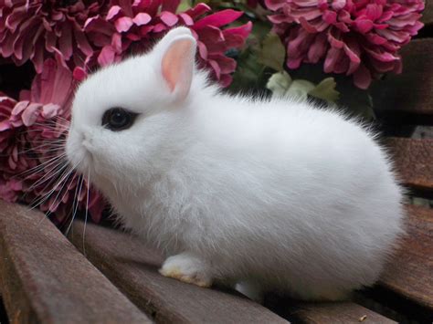 Rabbit Breed Identification