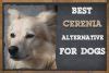 List of Alternatives To Cerenia For Dogs (6 Safe Alternatives) | ZooAwesome