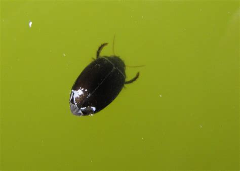 Islay Natural History Trust: Water bugs and beetles