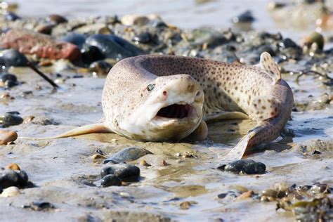 Dogfish Photograph by John Devries/science Photo Library